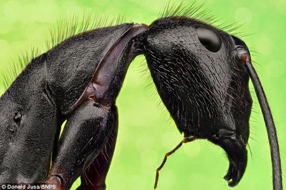 Cara a cara con los insectos más espeluznantes