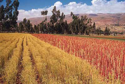 La quinua: el manjar de los incas