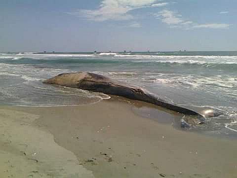 Una ballena bebé vara en el mar de Negritos
