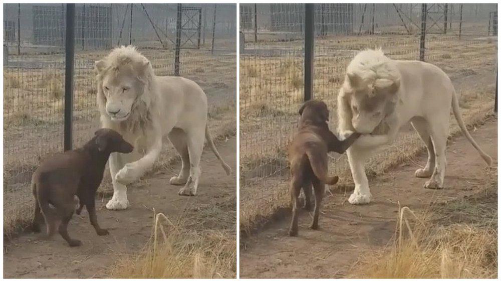 León besó a un perrito y conmueve las redes sociales (VIDEO)