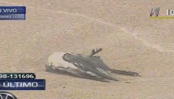 ​Aparecen gaviotas muertas en playa La Chira
