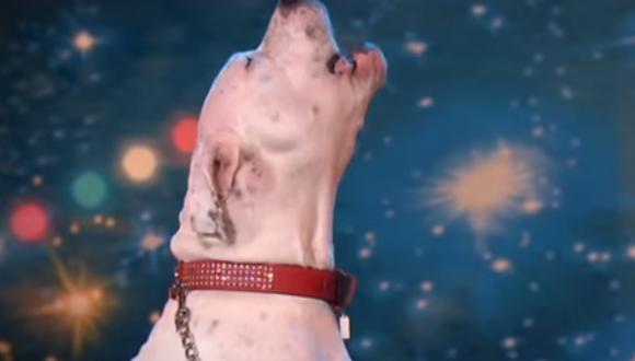 Perrita "canta" al ritmo de Whitney Houston (Video)