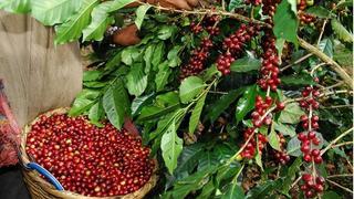 Impulsan cultivos de cacao y café en zonas cocaleras de siete regiones