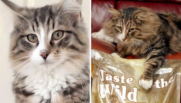  Gato desapareció y sus dueños lo encontraron 1 año después en fábrica de alimentos y con sobrepeso (FOTOS)