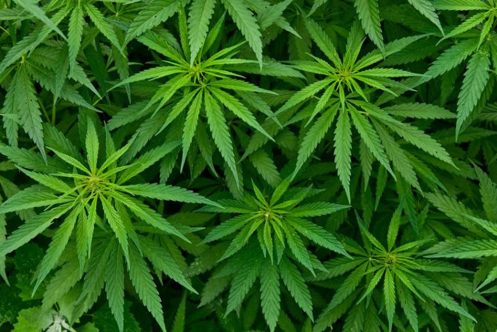 Copenhague presenta nuevo plan para intentar vender marihuana de forma legal