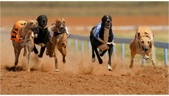​Estado australiano prohibirá las carreras de galgos por maltrato animal