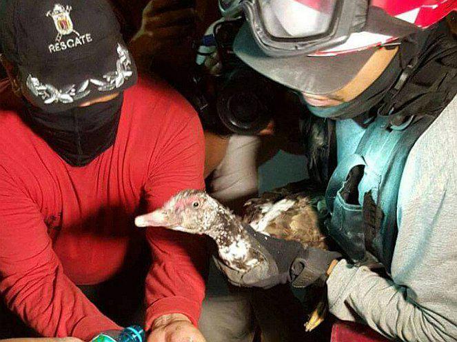 Terremoto en Ecuador: Rescatan a un pato entre los escombros (VIDEO)