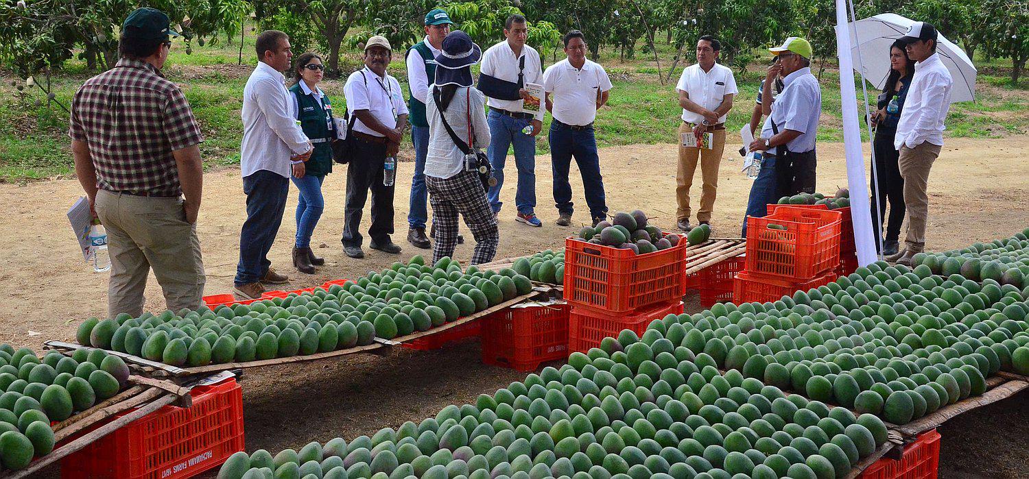 Piura: Ruta del Mango y el Limón busca posicionar a Tambogrande como un destino agro turístico