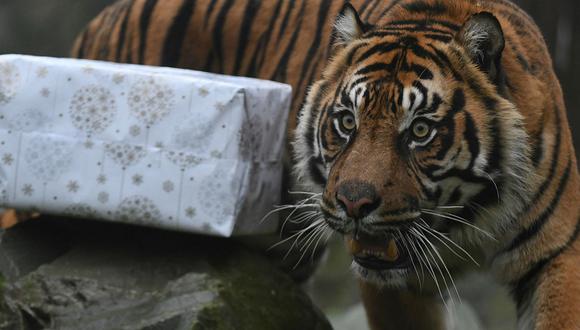 Inglaterra: Cuidadora falleció tras ser atacada por un tigre