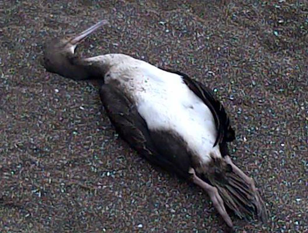 Inusual: Miles de aves perecen sin razón alguna en litoral de Tacna