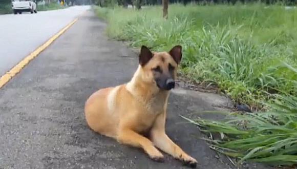 Murió perro que por más de un año esperó a sus dueños en el mismo lugar donde fue abandonado (VÍDEO)