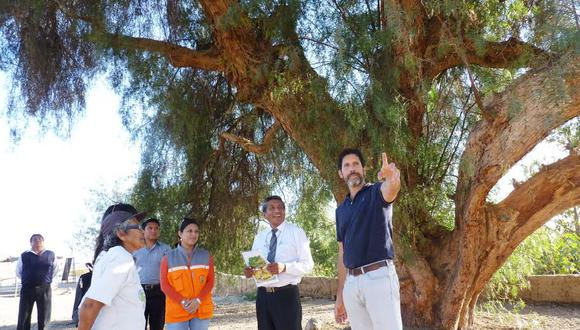 Lanzan campaña nacional de árboles monumentales con el molle de Estuquiña