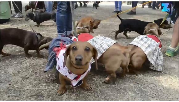 Gran encuentro de perros salchicha se realizó en México (VIDEO)