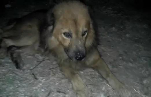 Familia envenenó a su perro porque se iban a mudar