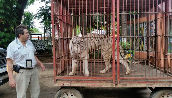 Rescatan 20 animales, entre ellos 6 tigres, abandonados por circo