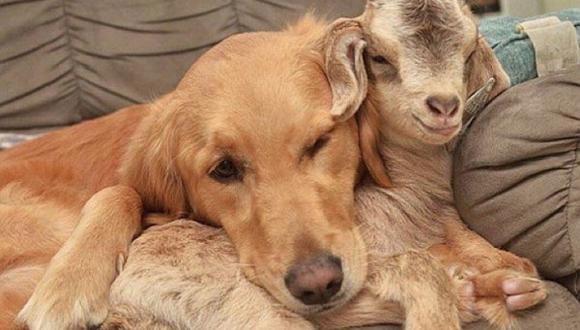 ​Instagram: Conozca la tierna historia de Loryn, la perrita que adoptó a varias cabras bebé