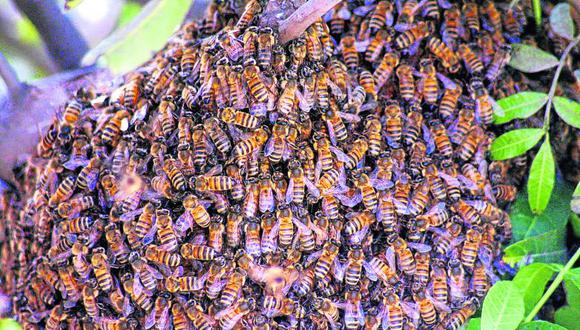 Enjambre de abejas asesina a mujer en chacra