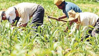 Producción agropecuaria aumentó 3.64% en enero