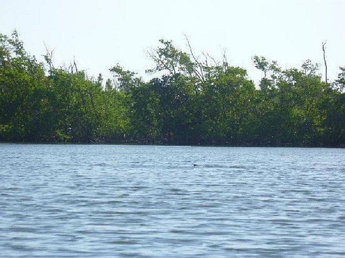 ​Fiscalía no imputará cargos a jóvenes que grabaron a hombre ahogándose en vez de ayudarlo