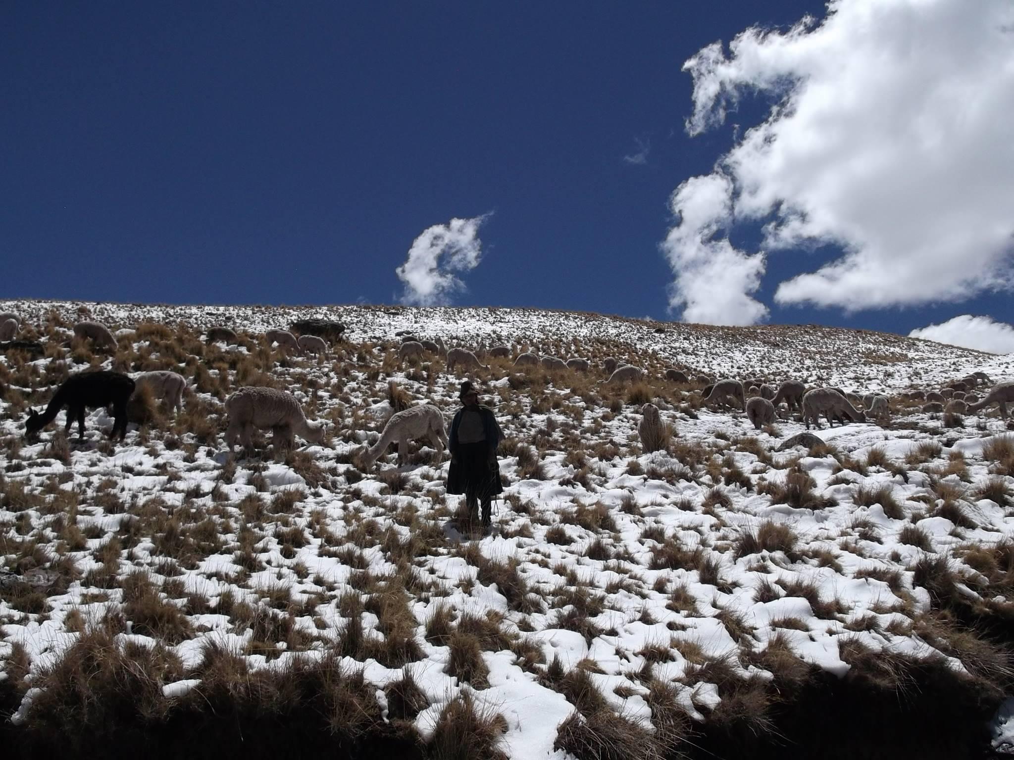 Cusco: 45 mil cabezas de ganado en grave riesgo por heladas