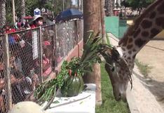 Domingo, la jirafa en el Parque de las Leyendas celebra su cumpleaños