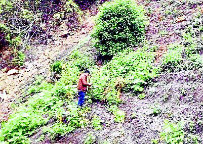 Erradican 30,000 plantones de marihuana