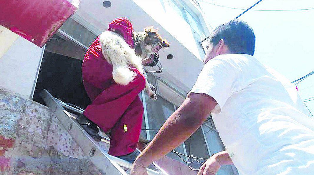 Chimbote: Perros y gatos se quedaron atrapados en vivienda por esta razón 