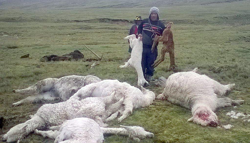 Rayo fulmina 20 alpacas en medio de tormenta
