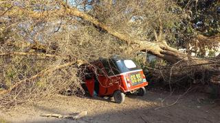 Ica: Árbol cae sobre mototaxi y conductor sufre graves heridas en la cabeza