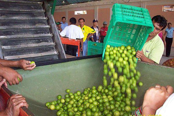 Agricultores dicen que el kilo de limón se vende a 50 céntimos en las chacras (VIDEO) 