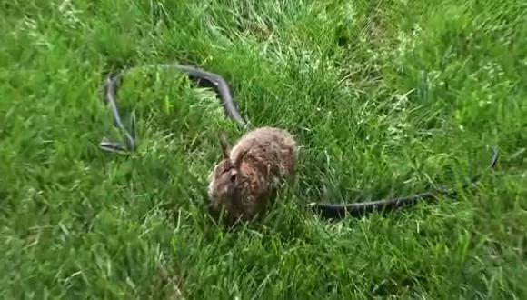 YouTube: Coneja se enfrenta a serpiente que devoraba a su cría (VIDEO)