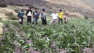Heladas afectan más de 4 500 hectáreas de papa en 27 distritos de Huánuco
