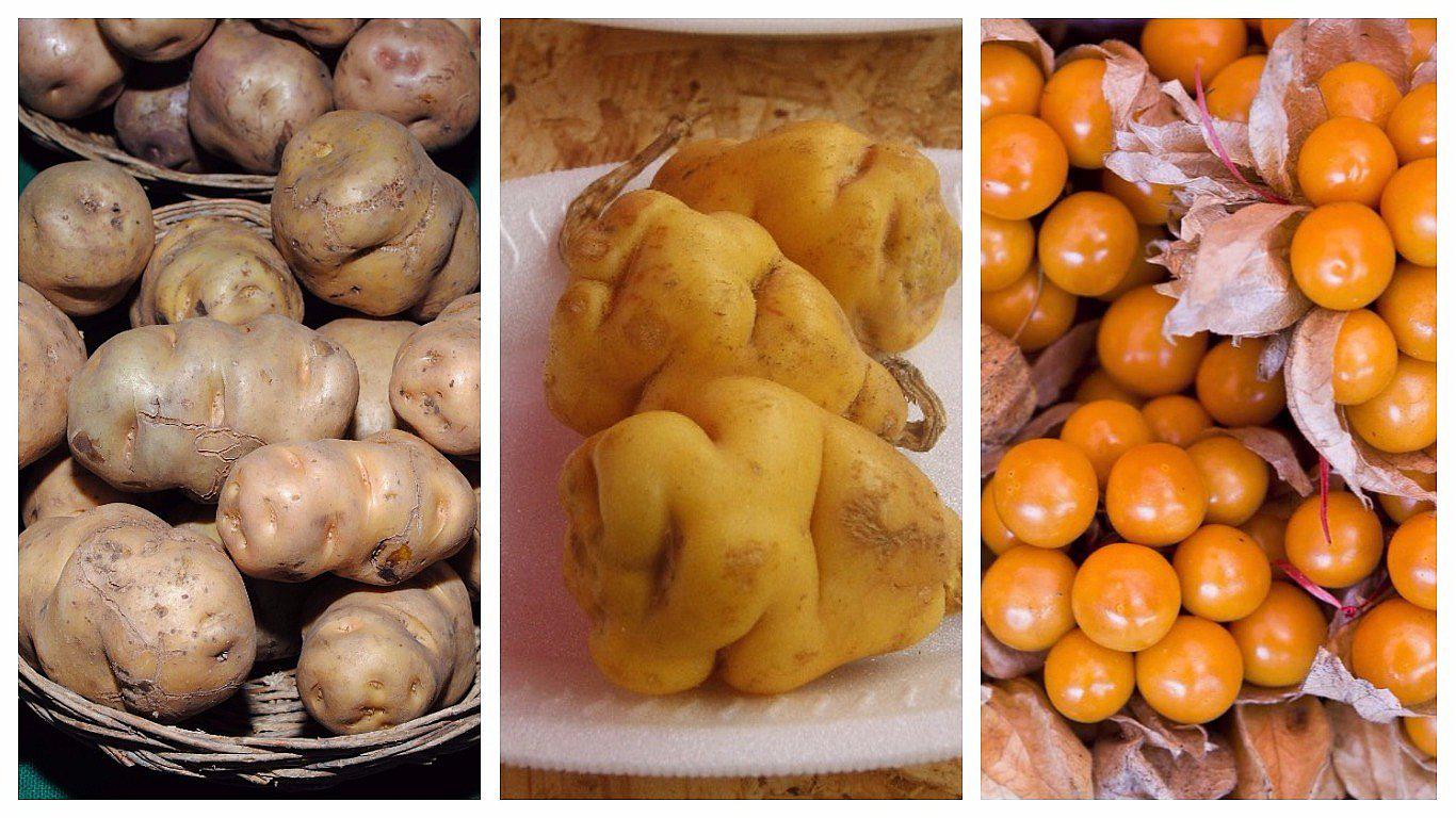 ​Junín y los productos con potencial para exportar 