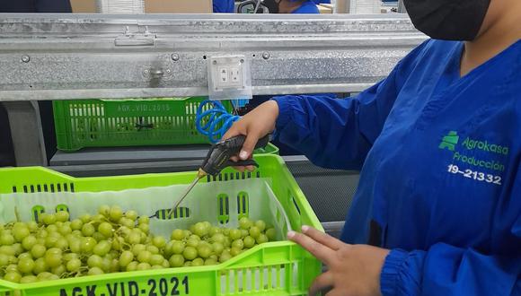 Ica reinicia procesos de exportación de uva al mercado mundial.