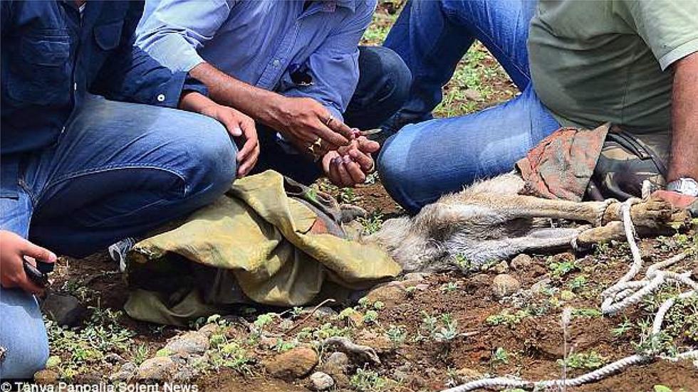 ​Las desgarradoras imágenes de un lobo con la cabeza atrapada dentro de un plástico (FOTOS)