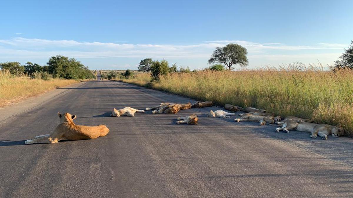 Coronavirus Leones duermen tranquilos carreteras Sudáfrica cuarentena video  fotos elefantes animales insólito USA contaminación ambiental | MUNDO |  CORREO