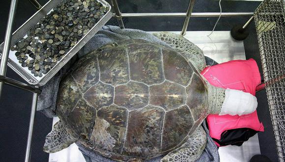 Encontraron mil monedas en el interior de una tortuga marina (FOTOS)