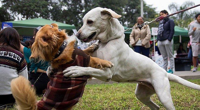Elegirán al rey y la reina de la Primavera en versión canina en Surco