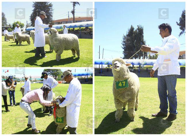 Expoagro: 70 ganaderos del sur participaron en juzgamiento de ganado