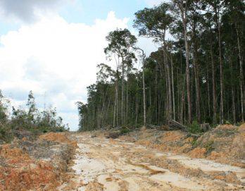 Por la sustentabilidad  de nuestros bosques