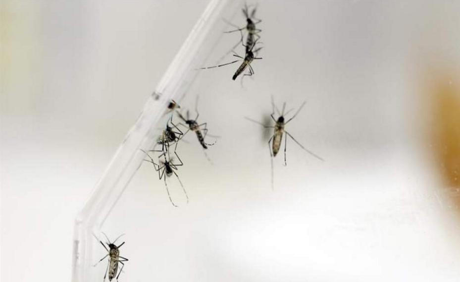 Venezuela: Tres muertos por contagio de Zika y más de 300 casos confirmados