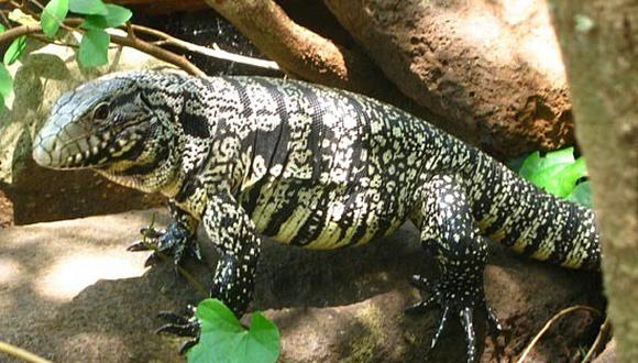 Alarma por proliferación del lagarto tegus: Amenaza hábitat de Florida
