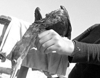 Cazan patillos para comer