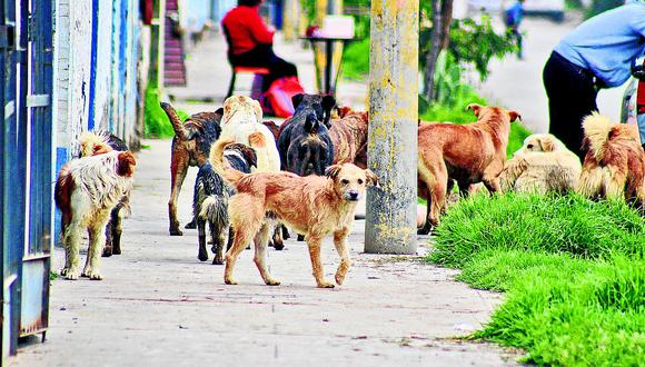​"Esterilización de perros y gatos evita proliferación de animales en las calles"