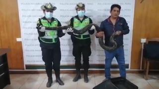 Policía del Medio Ambiente rescata boa viva e incautan pieles y otros insumos elaborados con serpientes (VIDEO)
