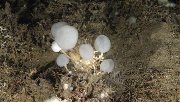 Descubren una nueva especie de esponja de cristal en el Mediterráneo