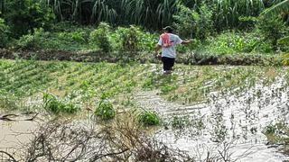 Lluvias en Piura: Cultivos se inundan tras desborde del río en el Medio y Bajo Piura (FOTOS)