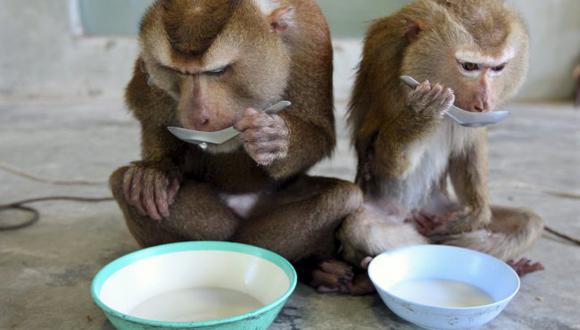 Francia: Zoológico expulsa monos por vandalizar monumento