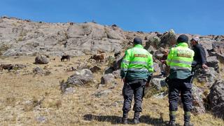 Huancavelica: Policía encuentra ganado reportado como robado