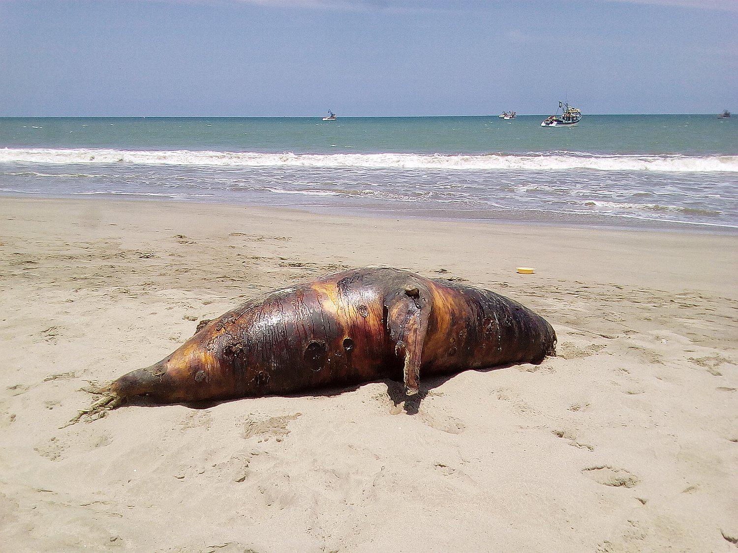Aparece lobo marino muerto en playa de La Cruz